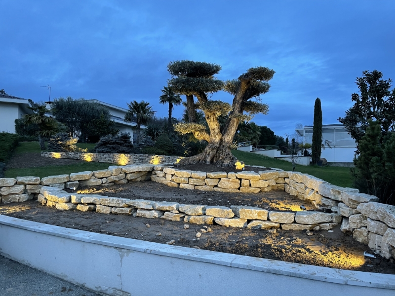 Arbre d’exception à Saint-Tropez - UN JOUR UN OLIVIER