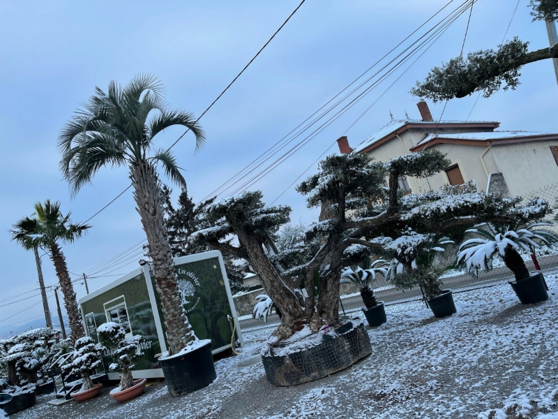 UN JOUR UN OLIVIER Acheter Un Olivier Bordeaux Herblain Image 2