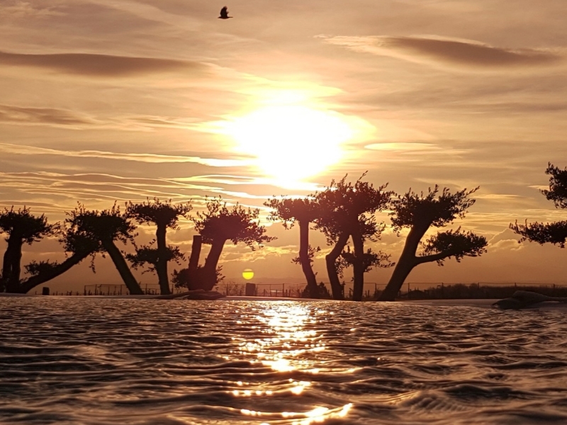 UN JOUR UN OLIVIER Acheter Un Olivier Bordeaux Herblain Image 57