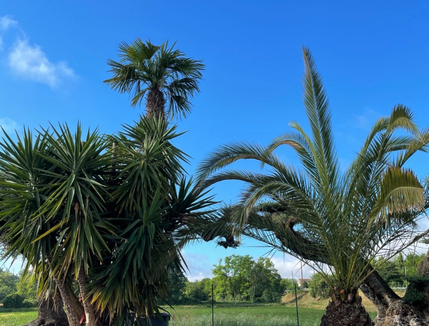 UN JOUR UN OLIVIER Acheter Un Olivier Bordeaux Herblain Amenager Vos Jardins