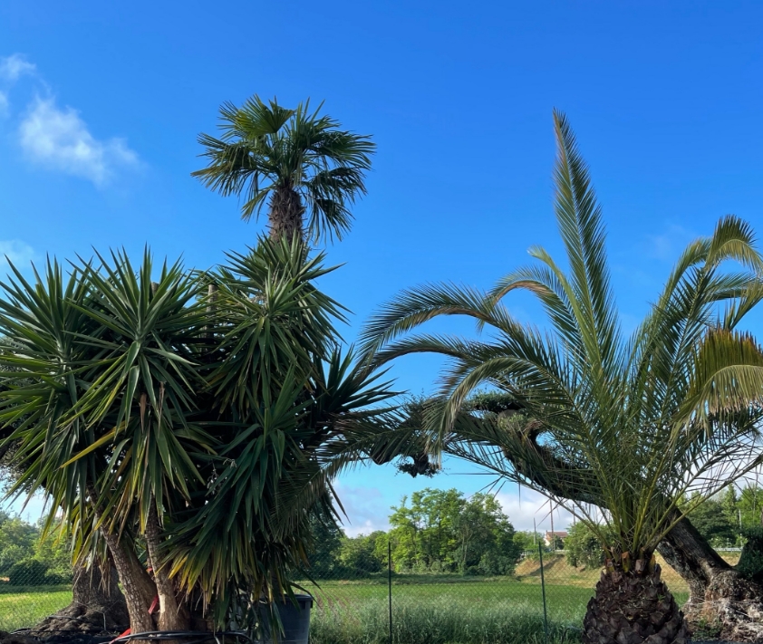 Palmier à Saint-Tropez - UN JOUR UN OLIVIER