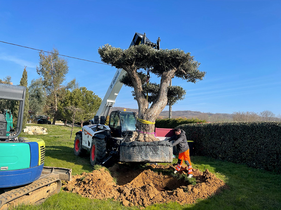 UN JOUR UN OLIVIER Acheter Un Olivier Bordeaux Herblain 10