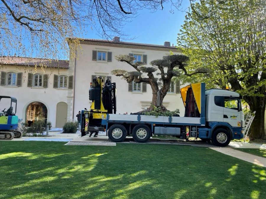 UN JOUR UN OLIVIER Acheter Un Olivier Bordeaux Herblain 11