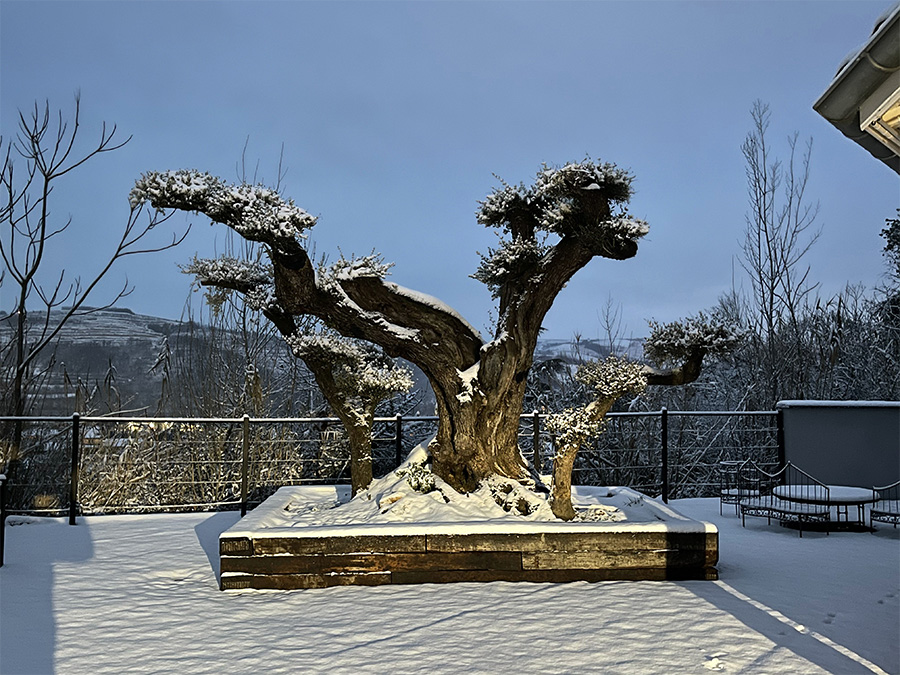 UN JOUR UN OLIVIER Acheter Un Olivier Bordeaux Herblain 13