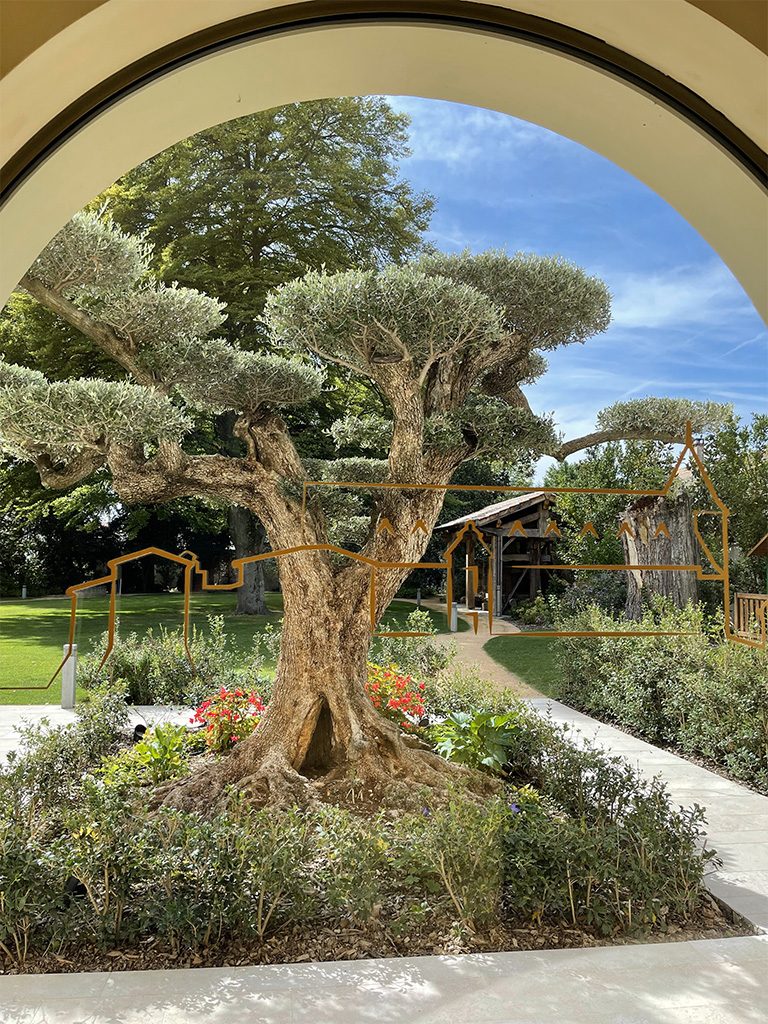 UN JOUR UN OLIVIER Acheter Un Olivier Bordeaux Herblain 14