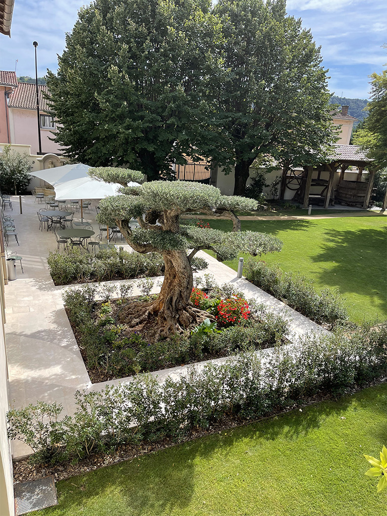 UN JOUR UN OLIVIER Acheter Un Olivier Bordeaux Herblain 15