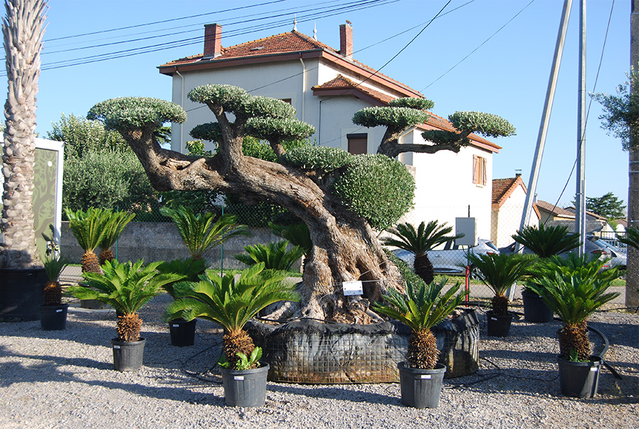 UN JOUR UN OLIVIER Acheter Un Olivier Bordeaux Herblain 9