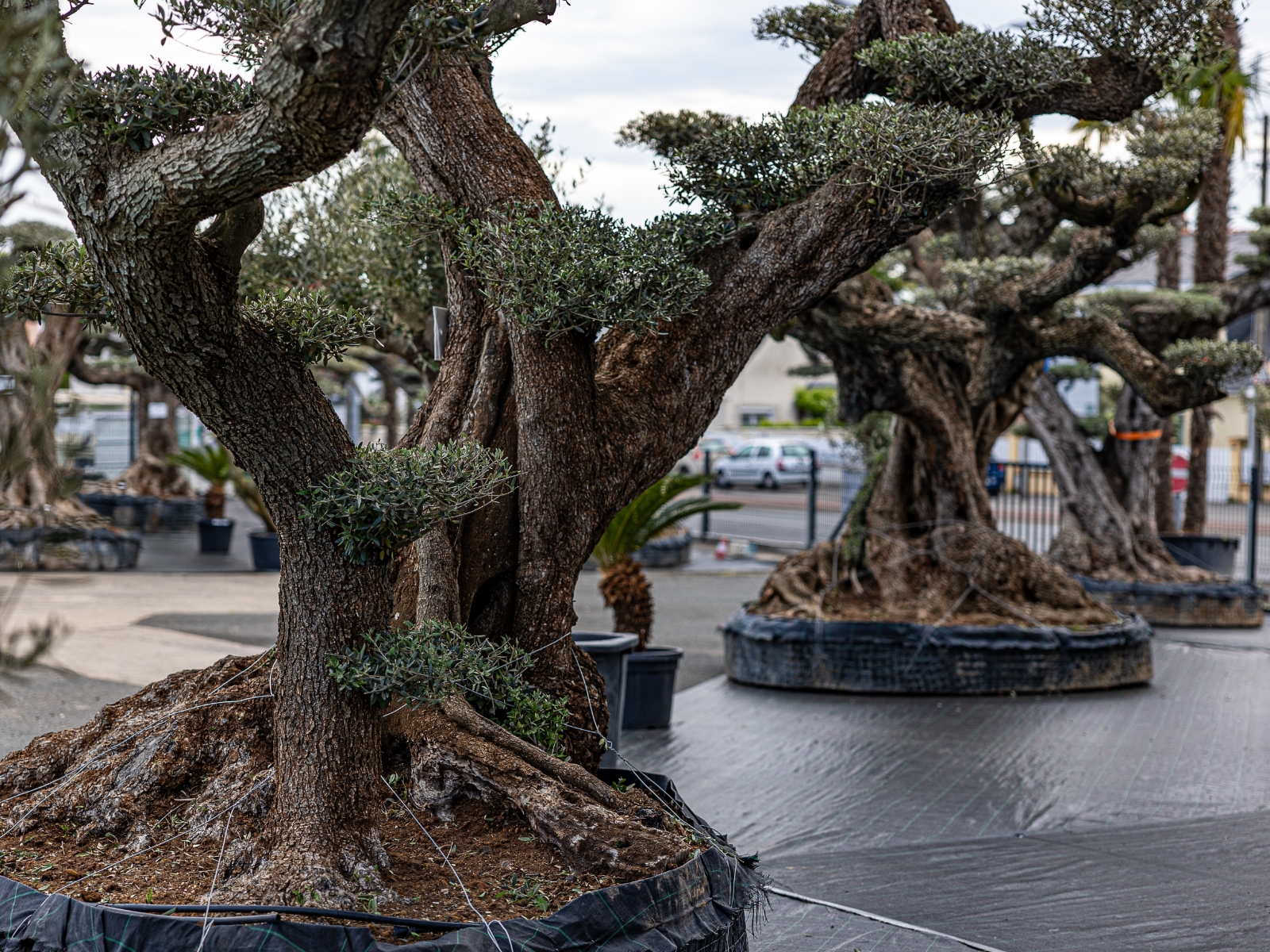 UN JOUR UN OLIVIER Acheter Un Olivier Bordeaux Herblain Nos Oliviers – 1
