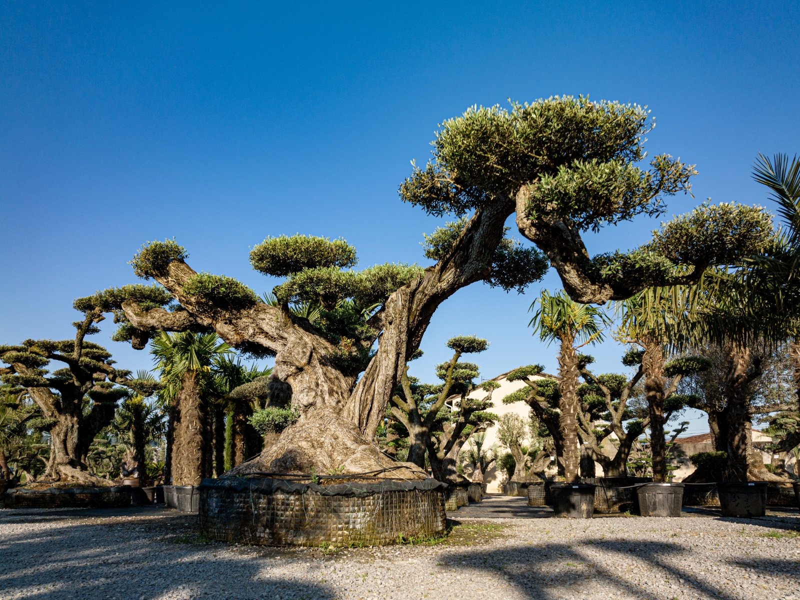 UN JOUR UN OLIVIER Acheter Un Olivier Bordeaux Herblain Nos Oliviers – 10