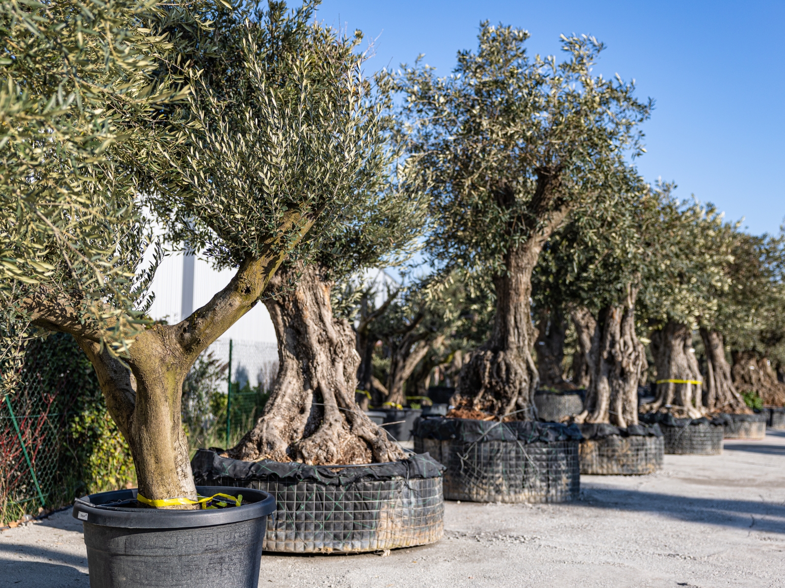 UN JOUR UN OLIVIER Acheter Un Olivier Bordeaux Herblain Nos Oliviers – 11