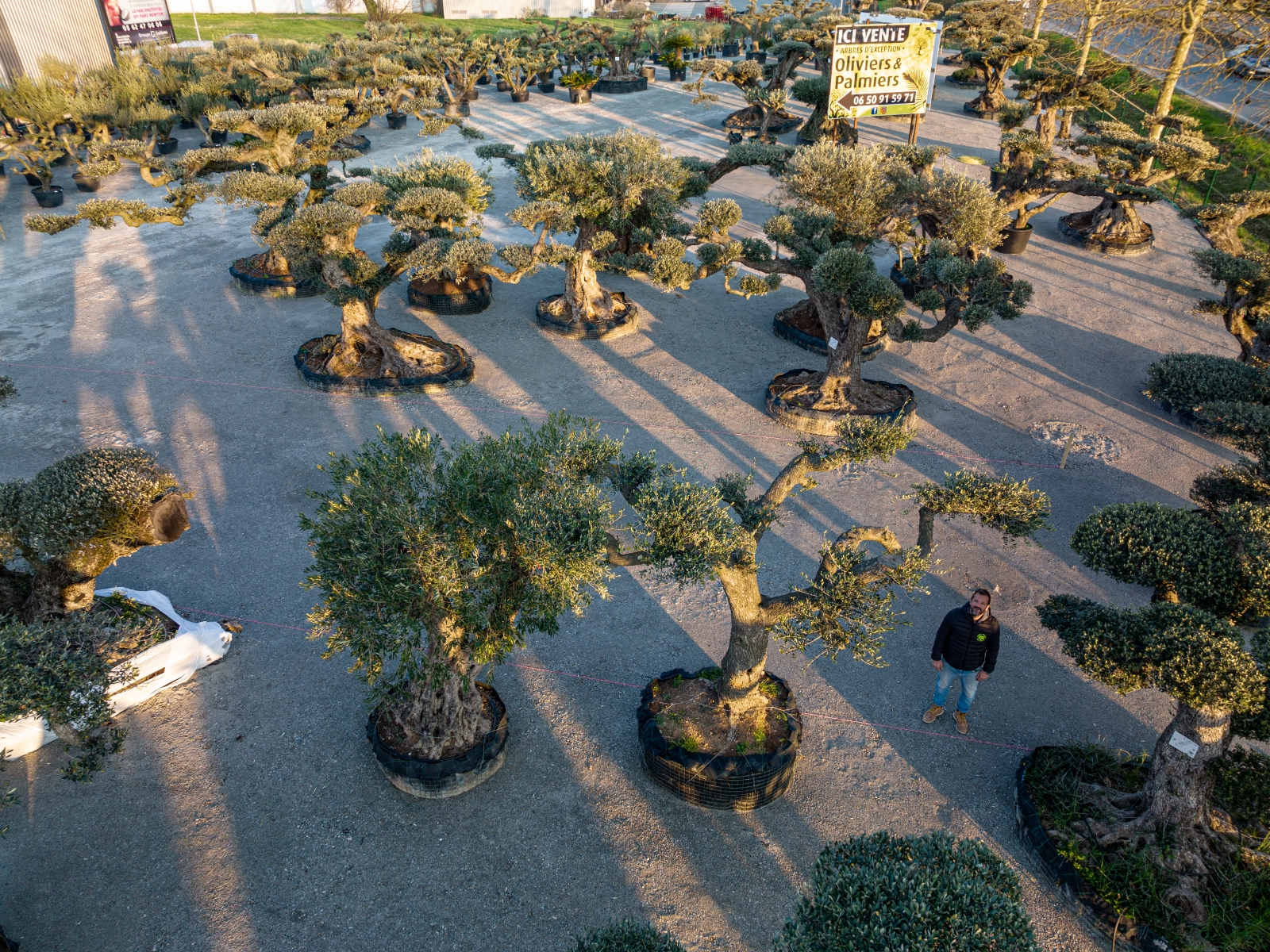 UN JOUR UN OLIVIER Acheter Un Olivier Bordeaux Herblain Nos Oliviers – 12