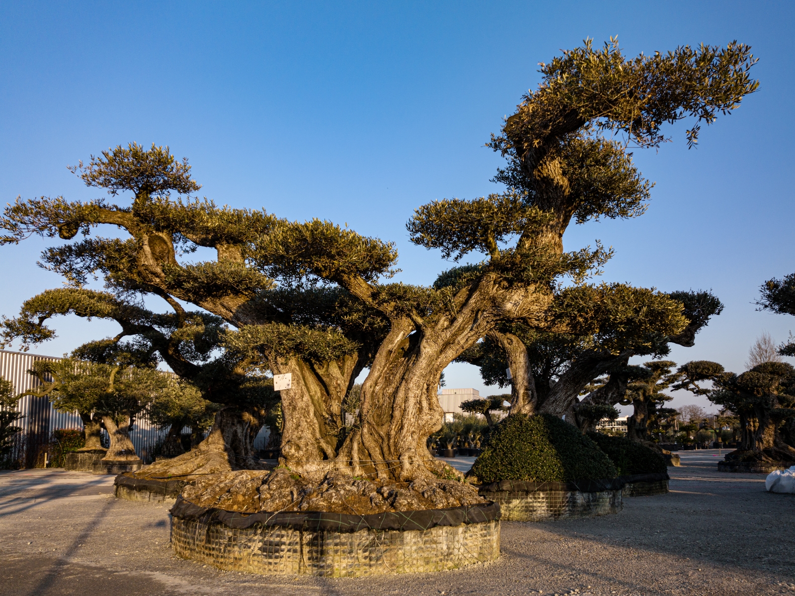 UN JOUR UN OLIVIER Acheter Un Olivier Bordeaux Herblain Nos Oliviers – 14