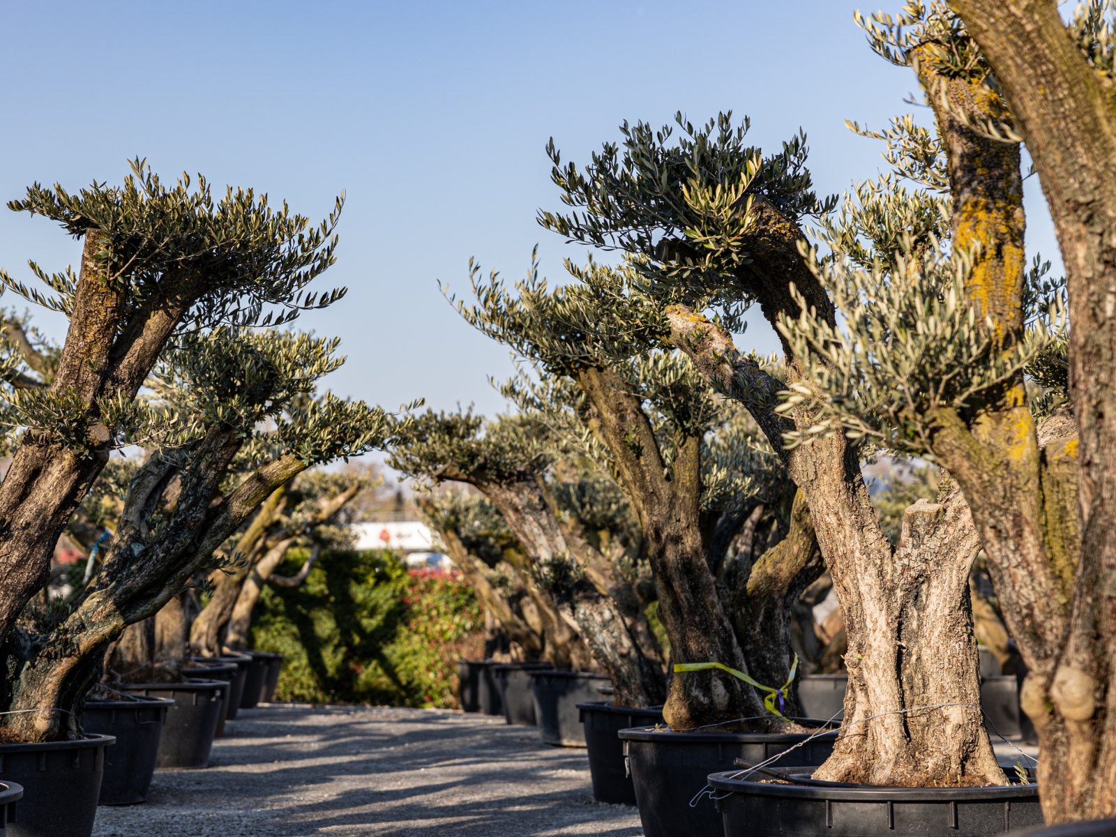 UN JOUR UN OLIVIER Acheter Un Olivier Bordeaux Herblain Nos Oliviers – 15