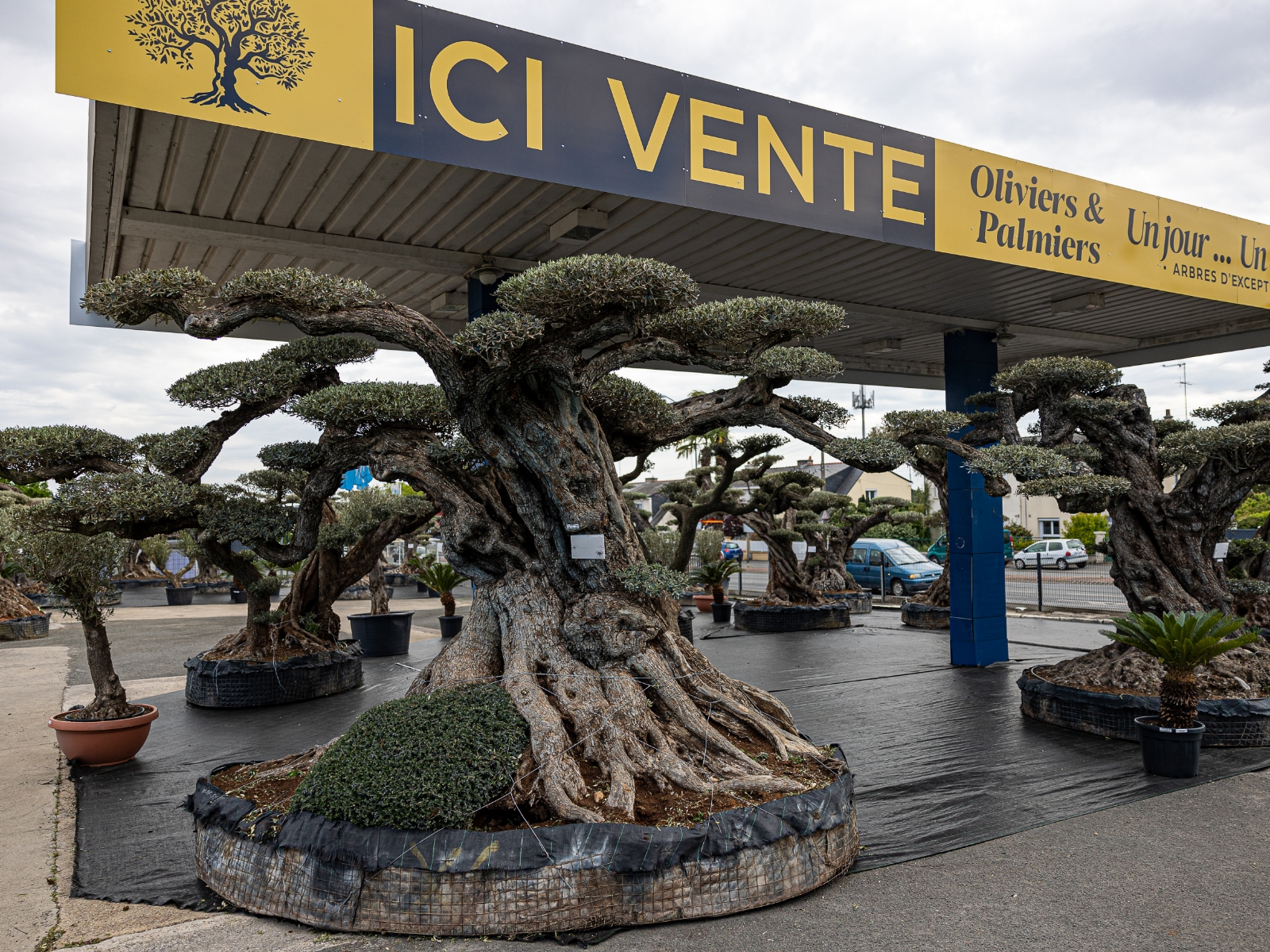 UN JOUR UN OLIVIER Acheter Un Olivier Bordeaux Herblain Nos Oliviers – 2