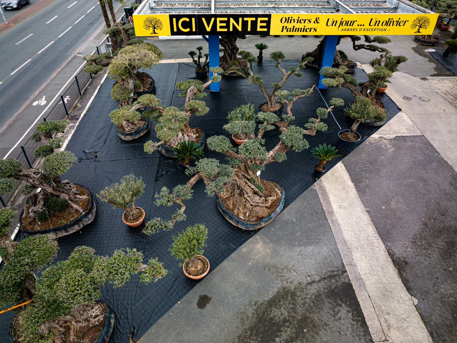 UN JOUR UN OLIVIER Acheter Un Olivier Bordeaux Herblain Nos Oliviers – 3