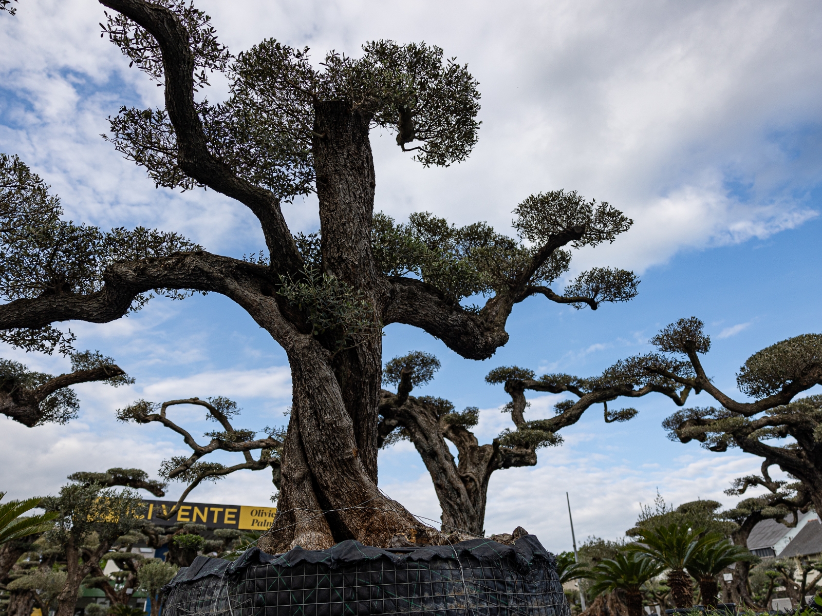 UN JOUR UN OLIVIER Acheter Un Olivier Bordeaux Herblain Nos Oliviers – 4