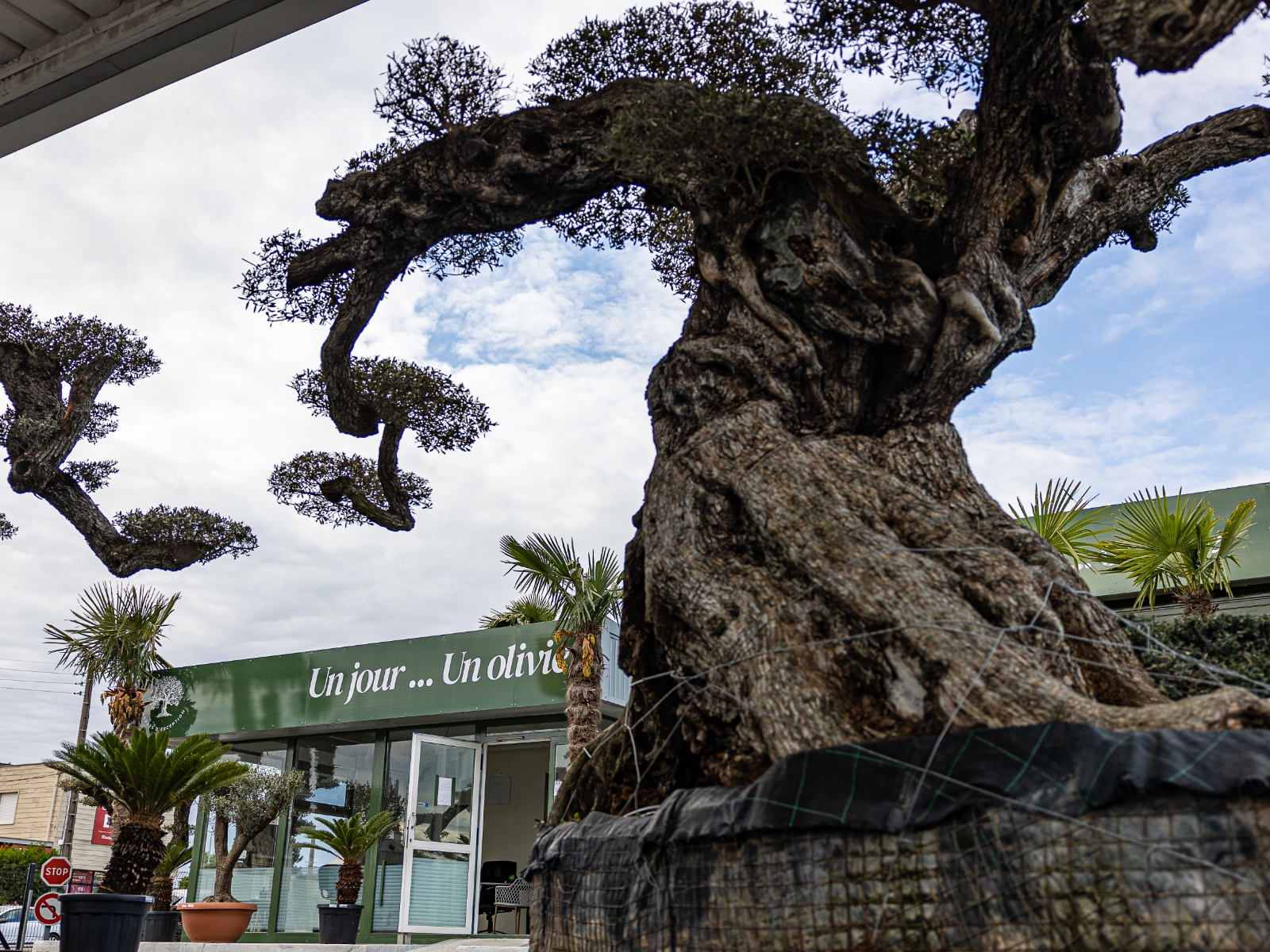 UN JOUR UN OLIVIER Acheter Un Olivier Bordeaux Herblain Nos Oliviers – 5