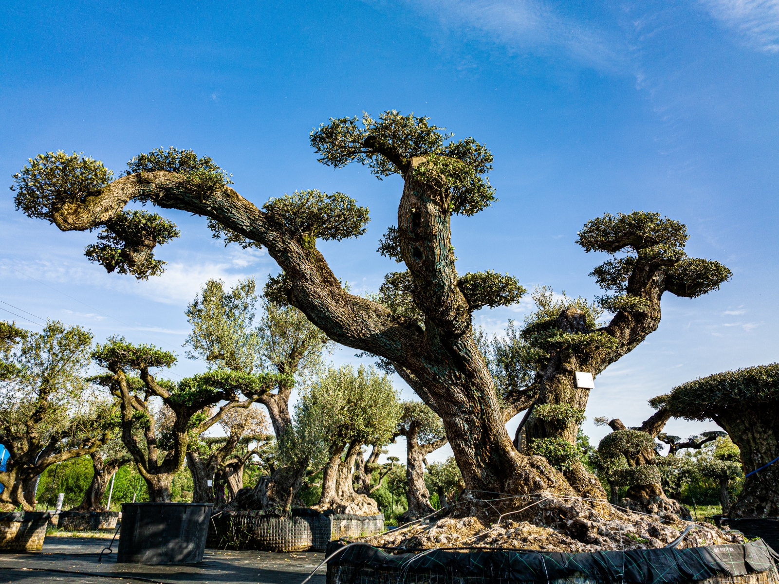 UN JOUR UN OLIVIER Acheter Un Olivier Bordeaux Herblain Nos Oliviers – 6