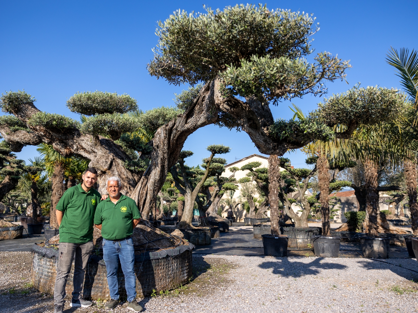 UN JOUR UN OLIVIER Acheter Un Olivier Bordeaux Herblain Nos Oliviers – 7