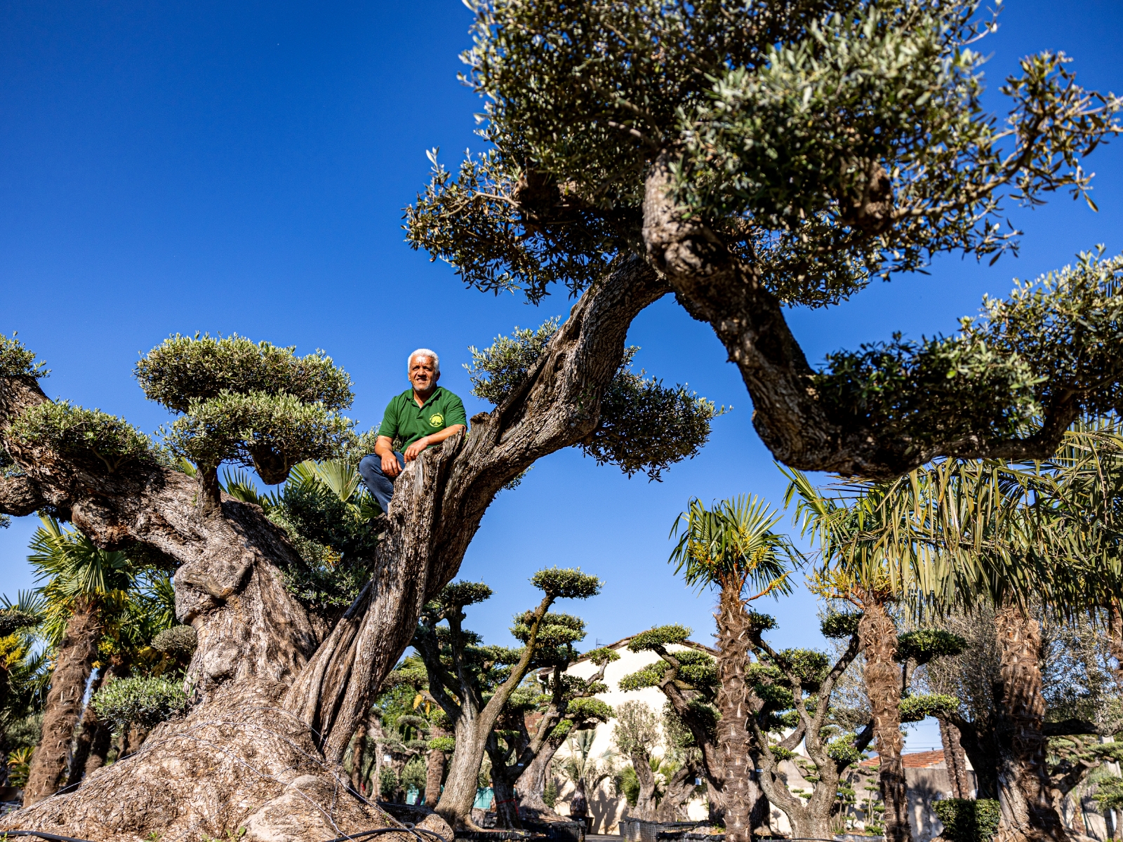 UN JOUR UN OLIVIER Acheter Un Olivier Bordeaux Herblain Nos Oliviers – 8