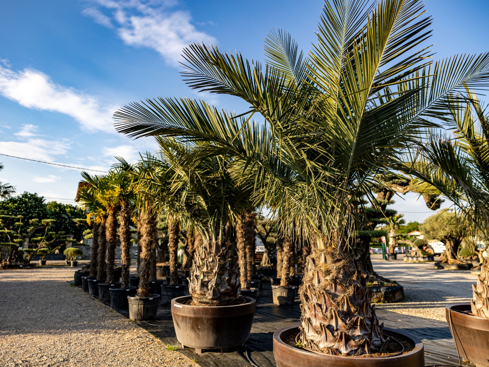 UN JOUR UN OLIVIER Acheter Un Olivier Bordeaux Herblain Nos Palmiers – 1