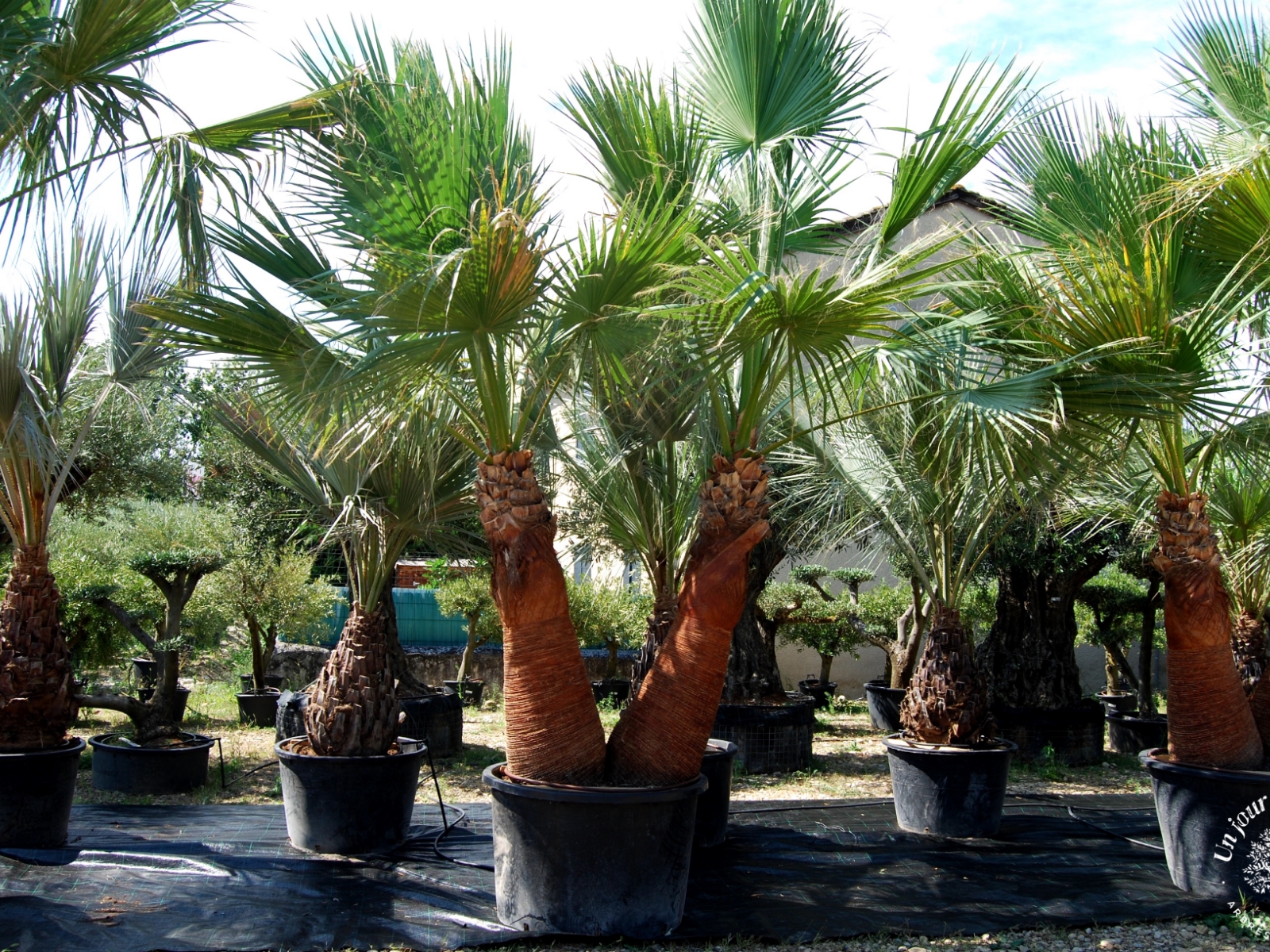 UN JOUR UN OLIVIER Acheter Un Olivier Bordeaux Herblain Nos Palmiers – 10