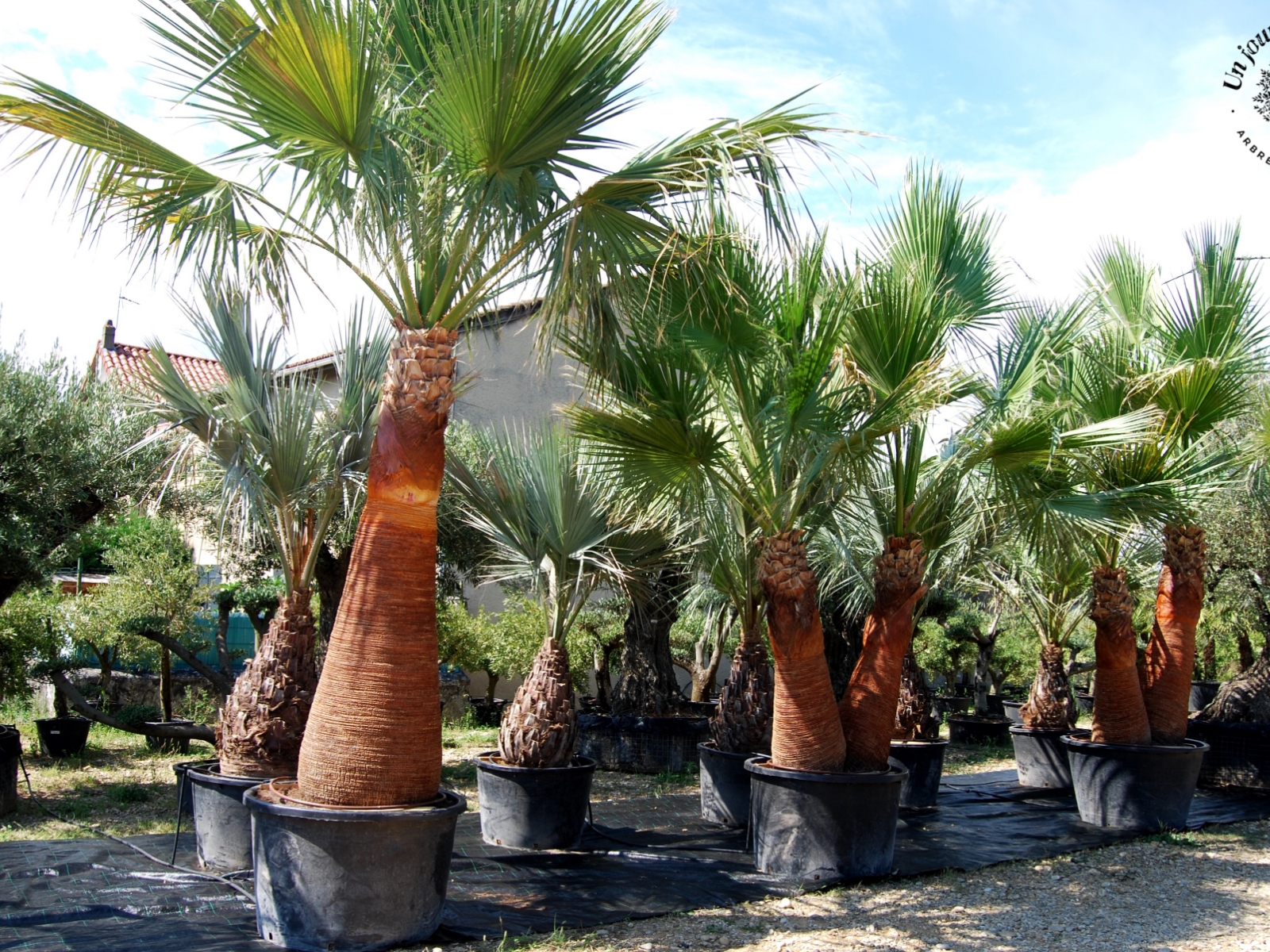 UN JOUR UN OLIVIER Acheter Un Olivier Bordeaux Herblain Nos Palmiers – 11