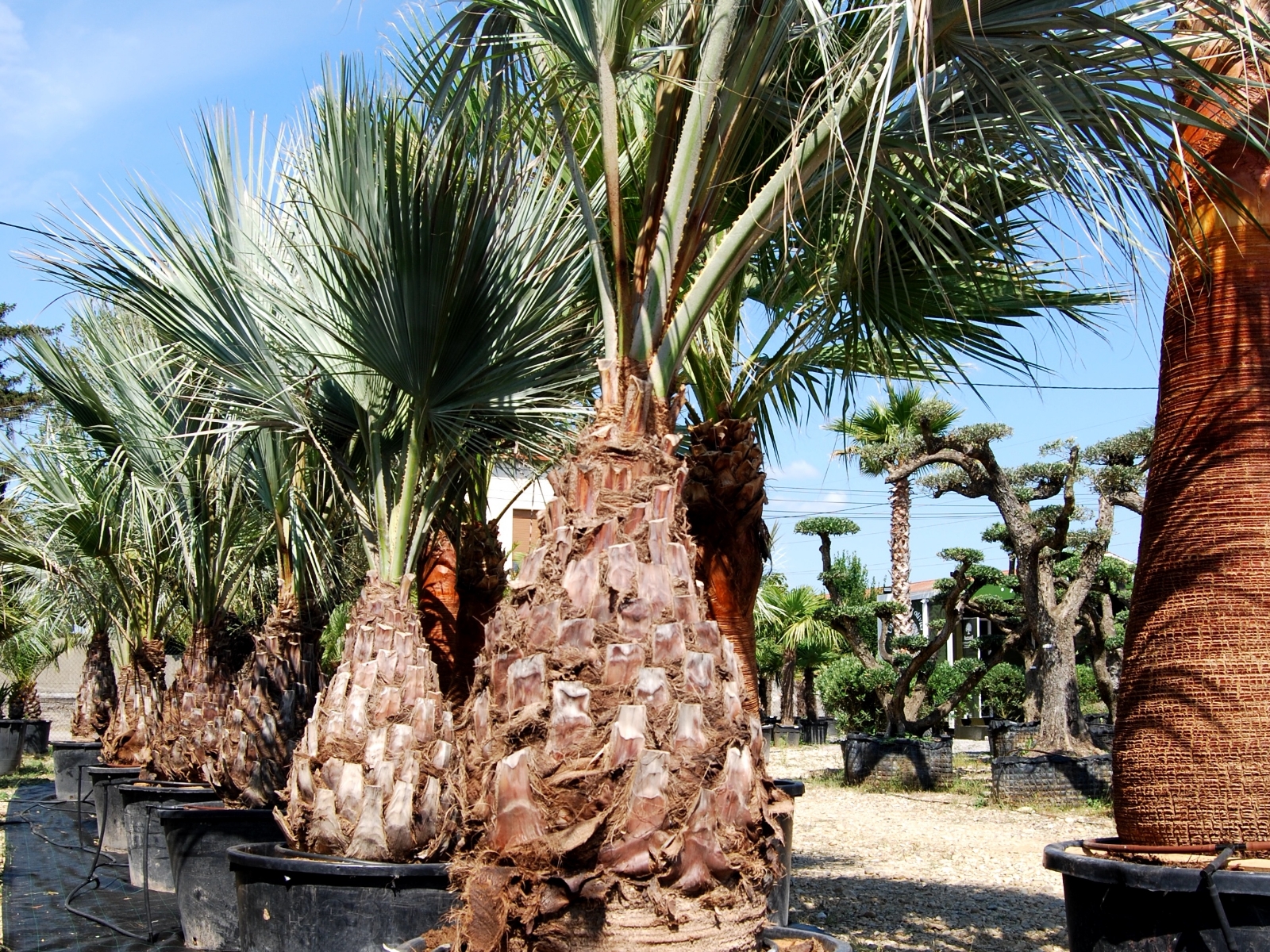 UN JOUR UN OLIVIER Acheter Un Olivier Bordeaux Herblain Nos Palmiers – 12