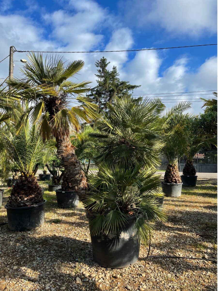 UN JOUR UN OLIVIER Acheter Un Olivier Bordeaux Herblain Nos Palmiers – 13
