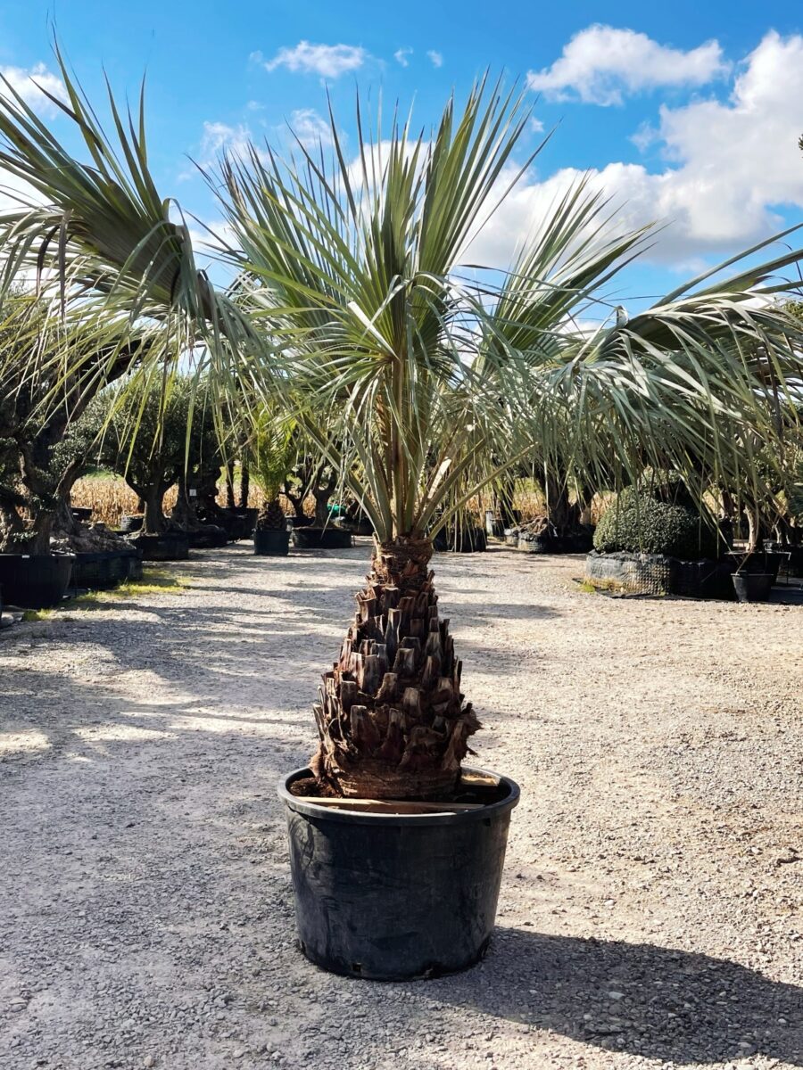 UN JOUR UN OLIVIER Acheter Un Olivier Bordeaux Herblain Nos Palmiers – 14
