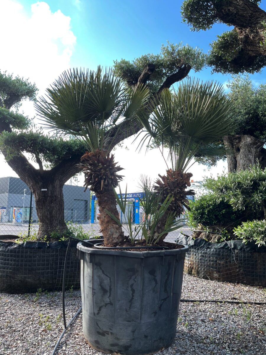 UN JOUR UN OLIVIER Acheter Un Olivier Bordeaux Herblain Nos Palmiers – 15