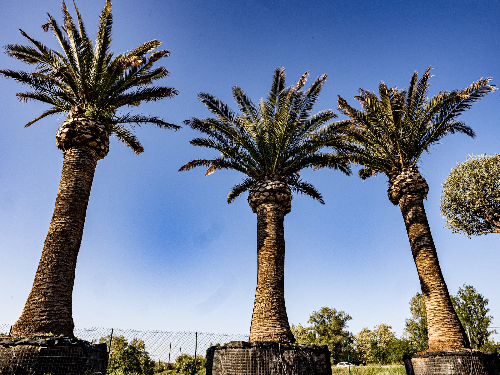 UN JOUR UN OLIVIER Acheter Un Olivier Bordeaux Herblain Nos Palmiers – 2