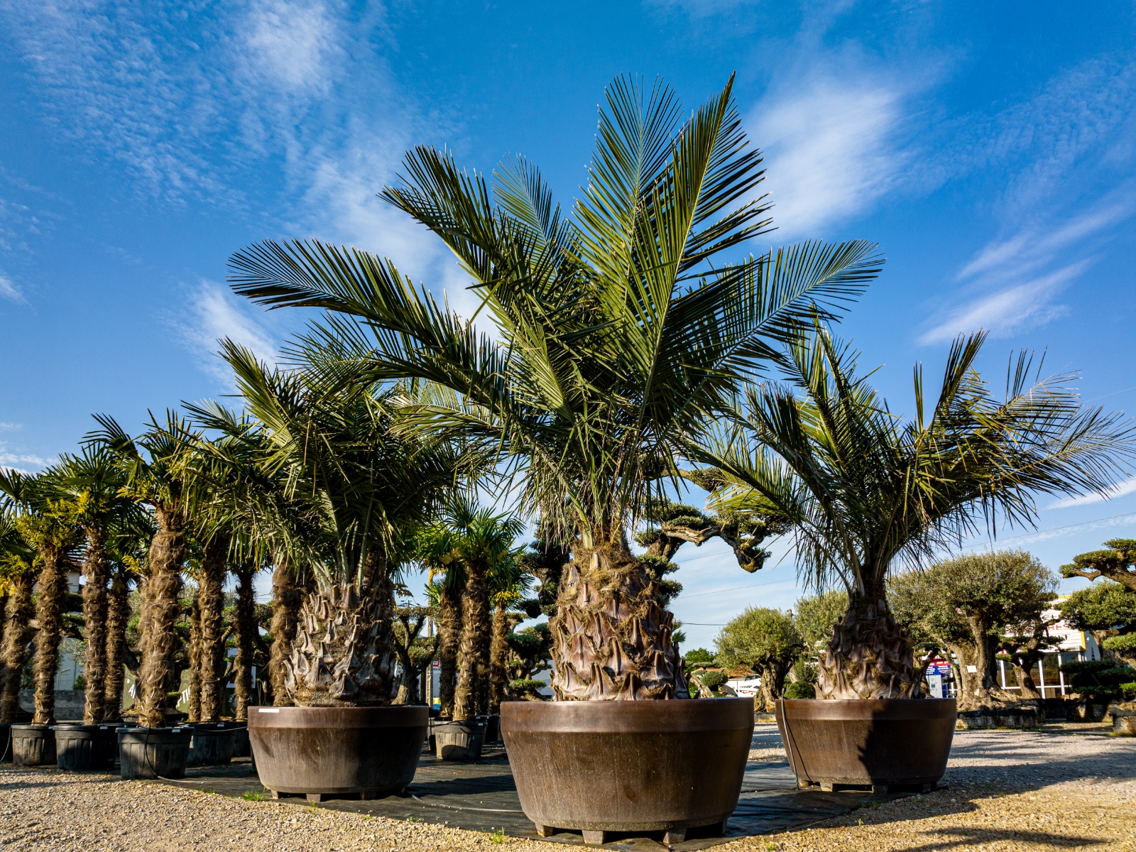 UN JOUR UN OLIVIER Acheter Un Olivier Bordeaux Herblain Nos Palmiers – 3