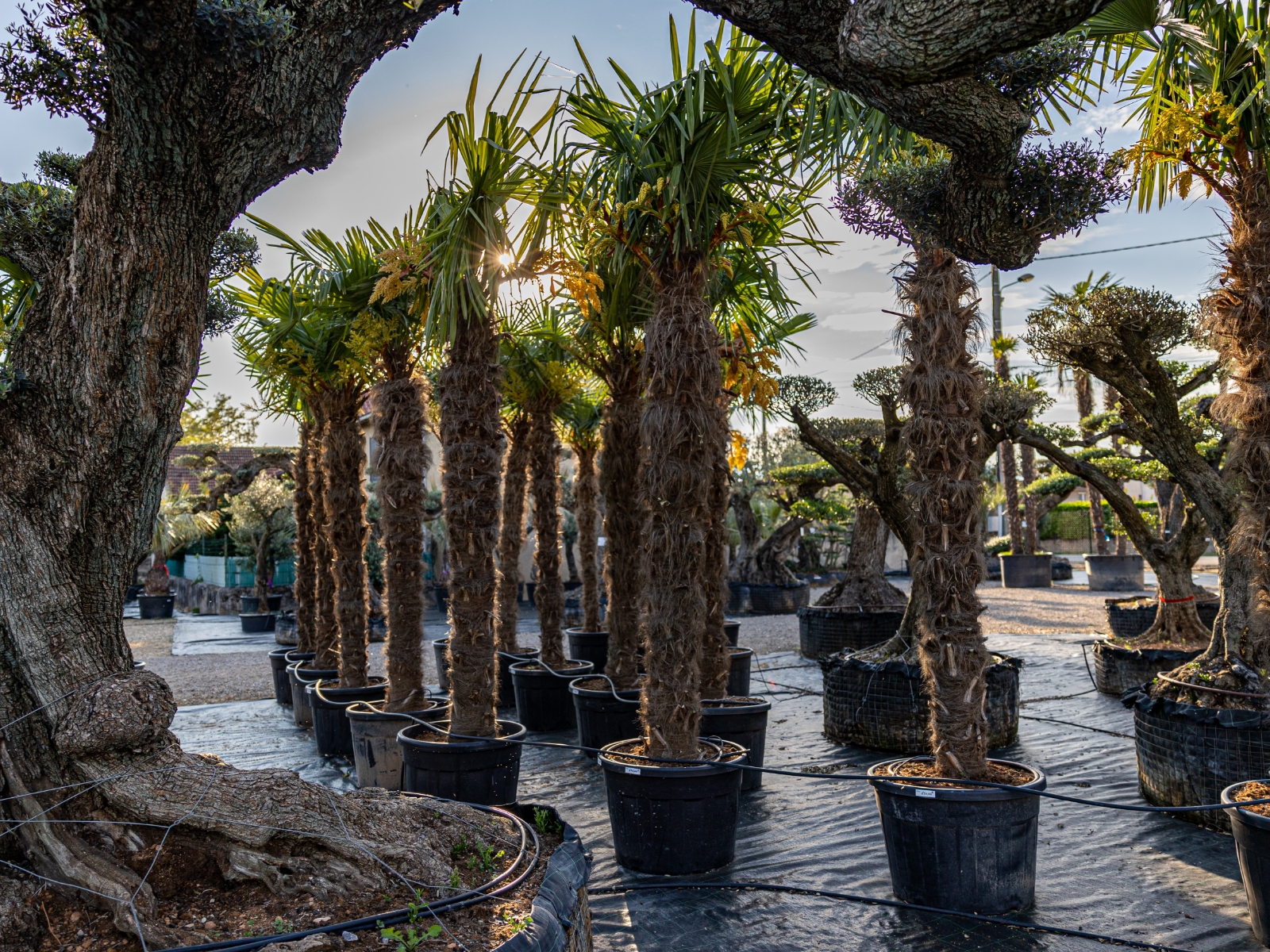 UN JOUR UN OLIVIER Acheter Un Olivier Bordeaux Herblain Nos Palmiers – 4