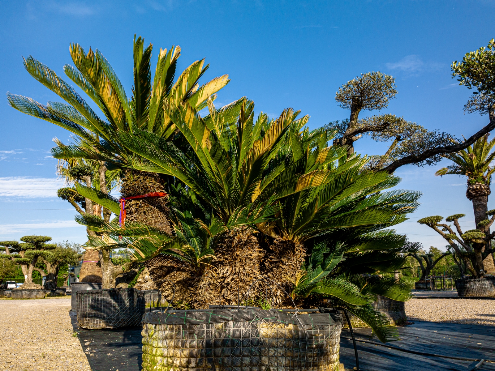 UN JOUR UN OLIVIER Acheter Un Olivier Bordeaux Herblain Nos Palmiers – 5