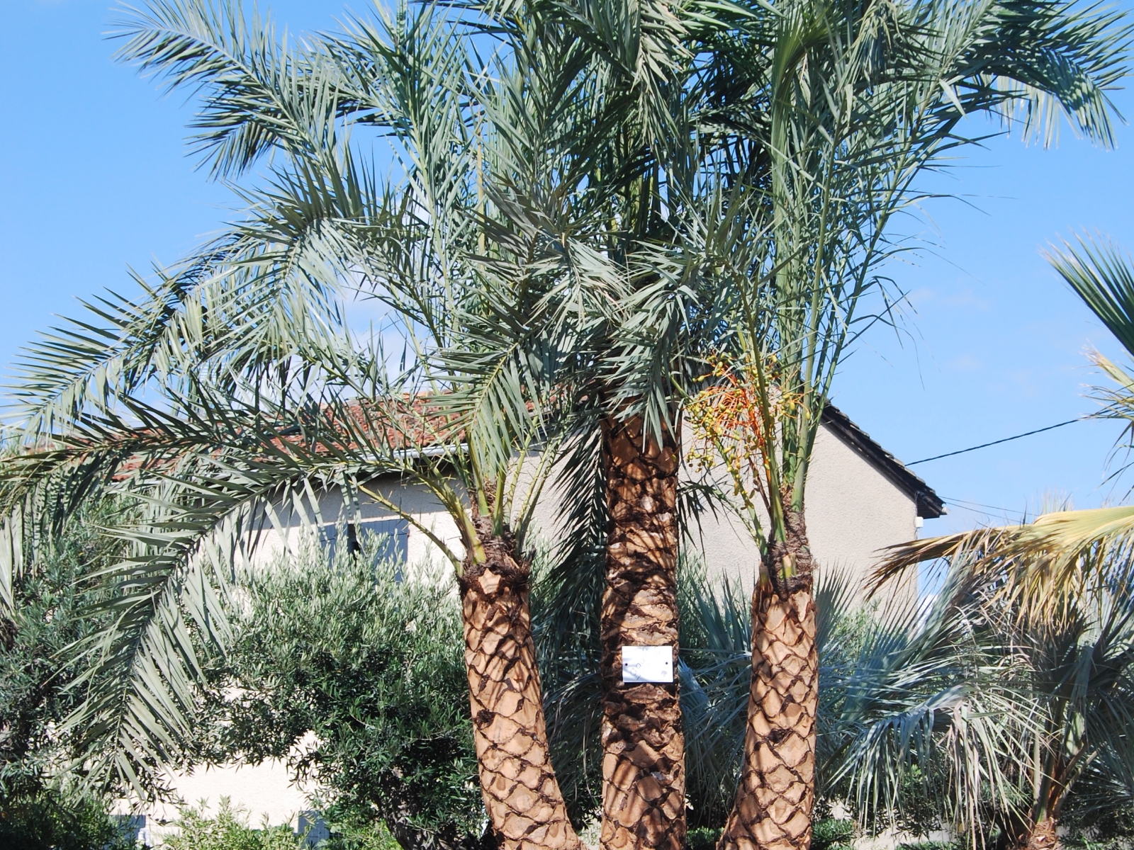 UN JOUR UN OLIVIER Acheter Un Olivier Bordeaux Herblain Nos Palmiers – 6