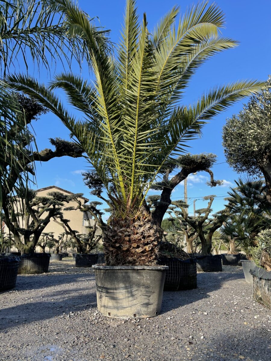 UN JOUR UN OLIVIER Acheter Un Olivier Bordeaux Herblain Nos Palmiers – 7