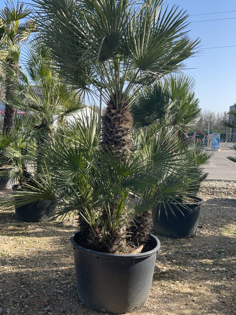 UN JOUR UN OLIVIER Acheter Un Olivier Bordeaux Herblain Nos Palmiers – 8