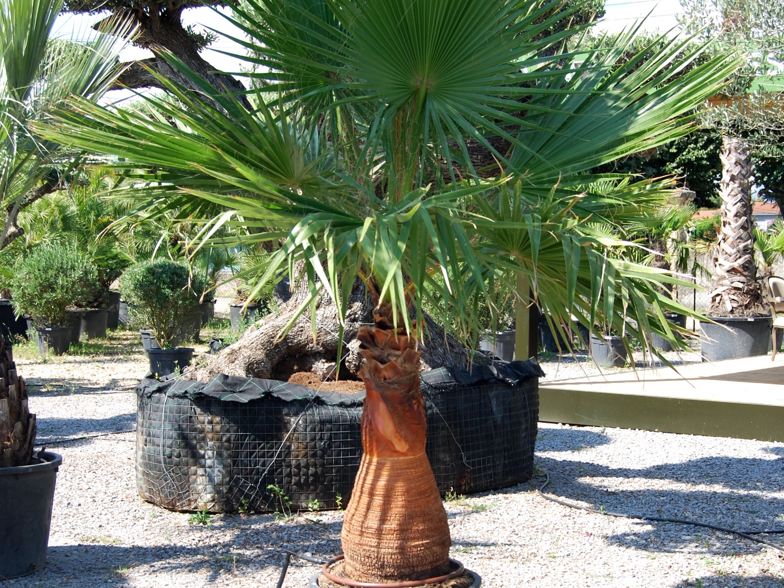 UN JOUR UN OLIVIER Acheter Un Olivier Bordeaux Herblain Nos Palmiers – 9