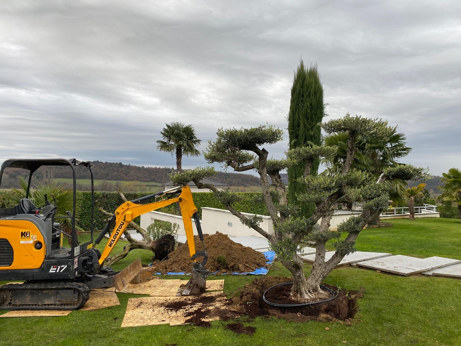 UN JOUR UN OLIVIER Acheter Un Olivier Bordeaux Herblain Nos Realisations – 1