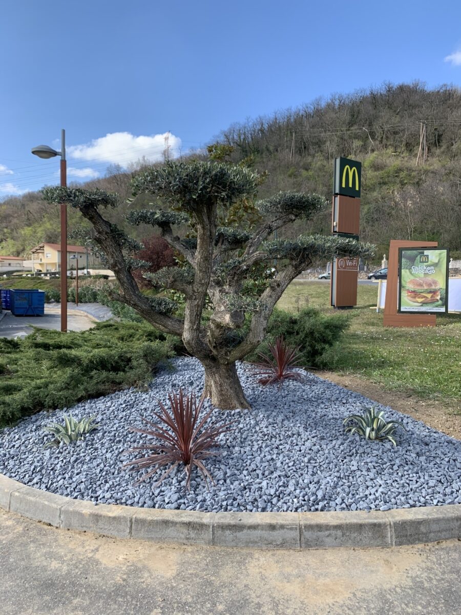 UN JOUR UN OLIVIER Acheter Un Olivier Bordeaux Herblain Nos Realisations – 2