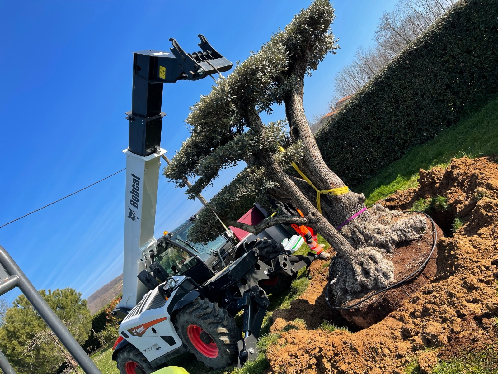 UN JOUR UN OLIVIER Acheter Un Olivier Bordeaux Herblain Nos Realisations – 3