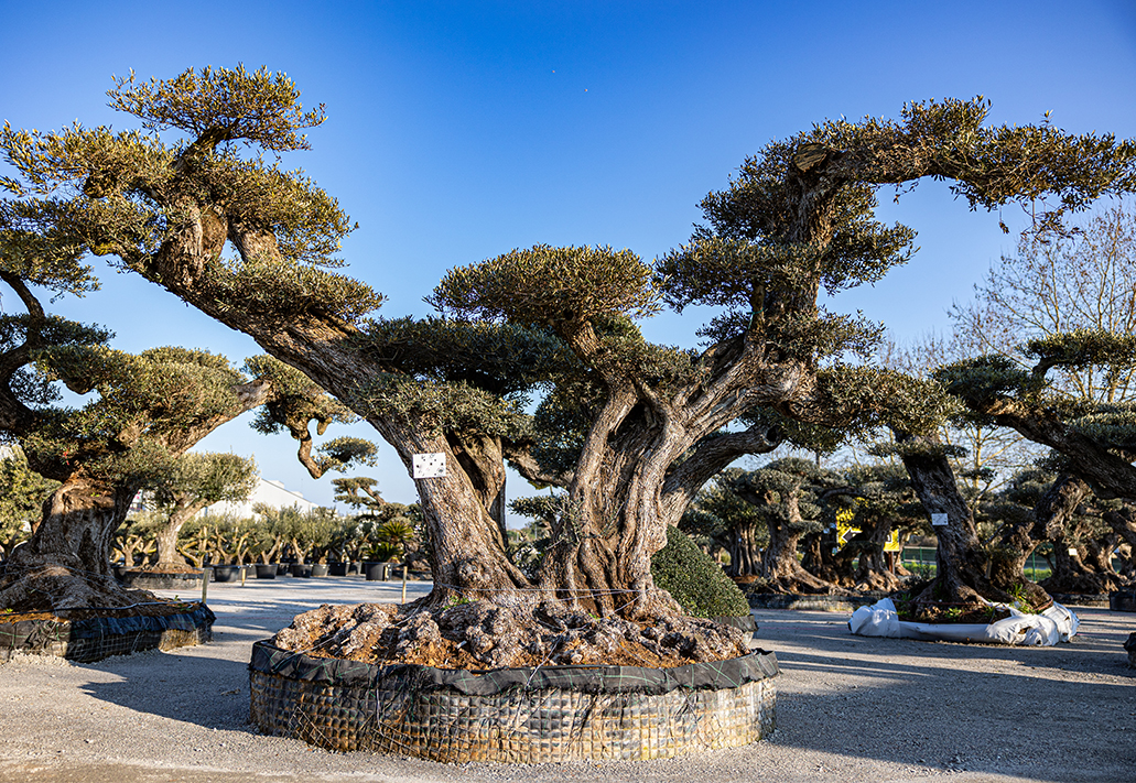 UN JOUR UN OLIVIER Acheter Un Olivier Bordeaux Herblain Un Arbre Legendaire Qui A Traverse Les Millenaires