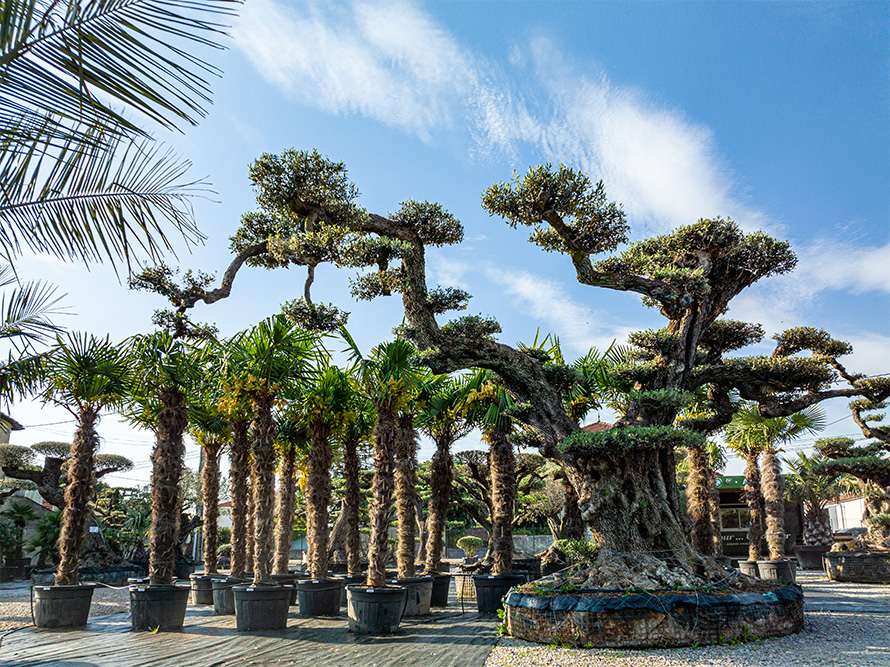 Un Jour Un Olivier Acheter Un Olivier Bordeaux Herblain Nos Palmiers 1