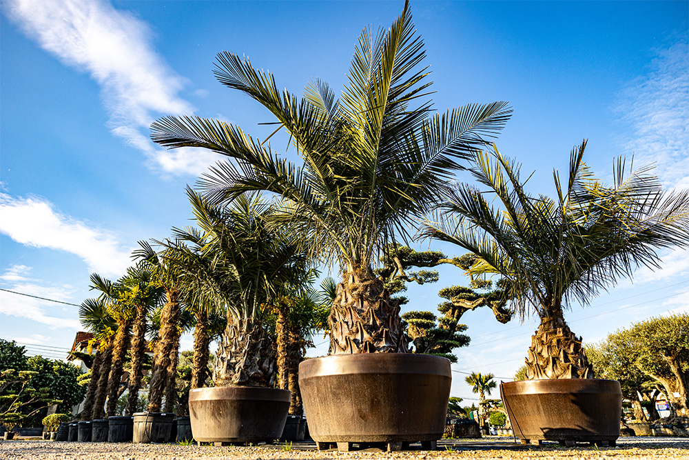 Un Jour Un Olivier Acheter Un Olivier Bordeaux Herblain Nos Palmiers 2