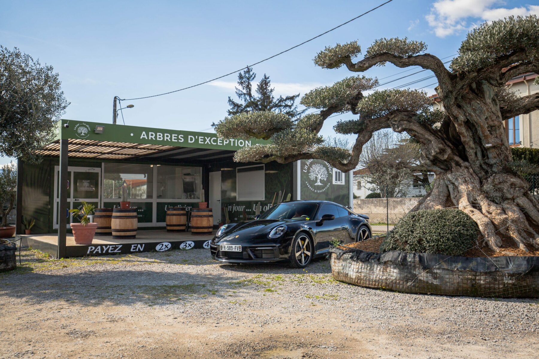 Un Jour Un Olivier Acheter Un Olivier Bordeaux Herblain Olivier 1