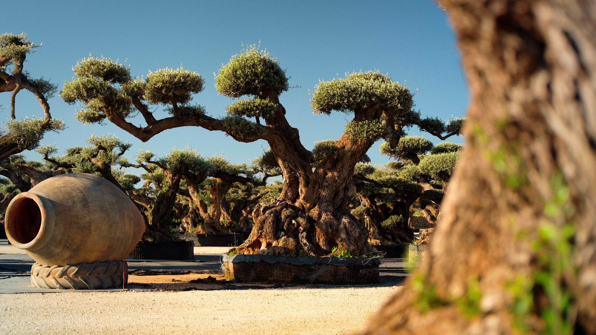 Un Jour Un Olivier Acheter Un Olivier Bordeaux Herblain Olivier 10