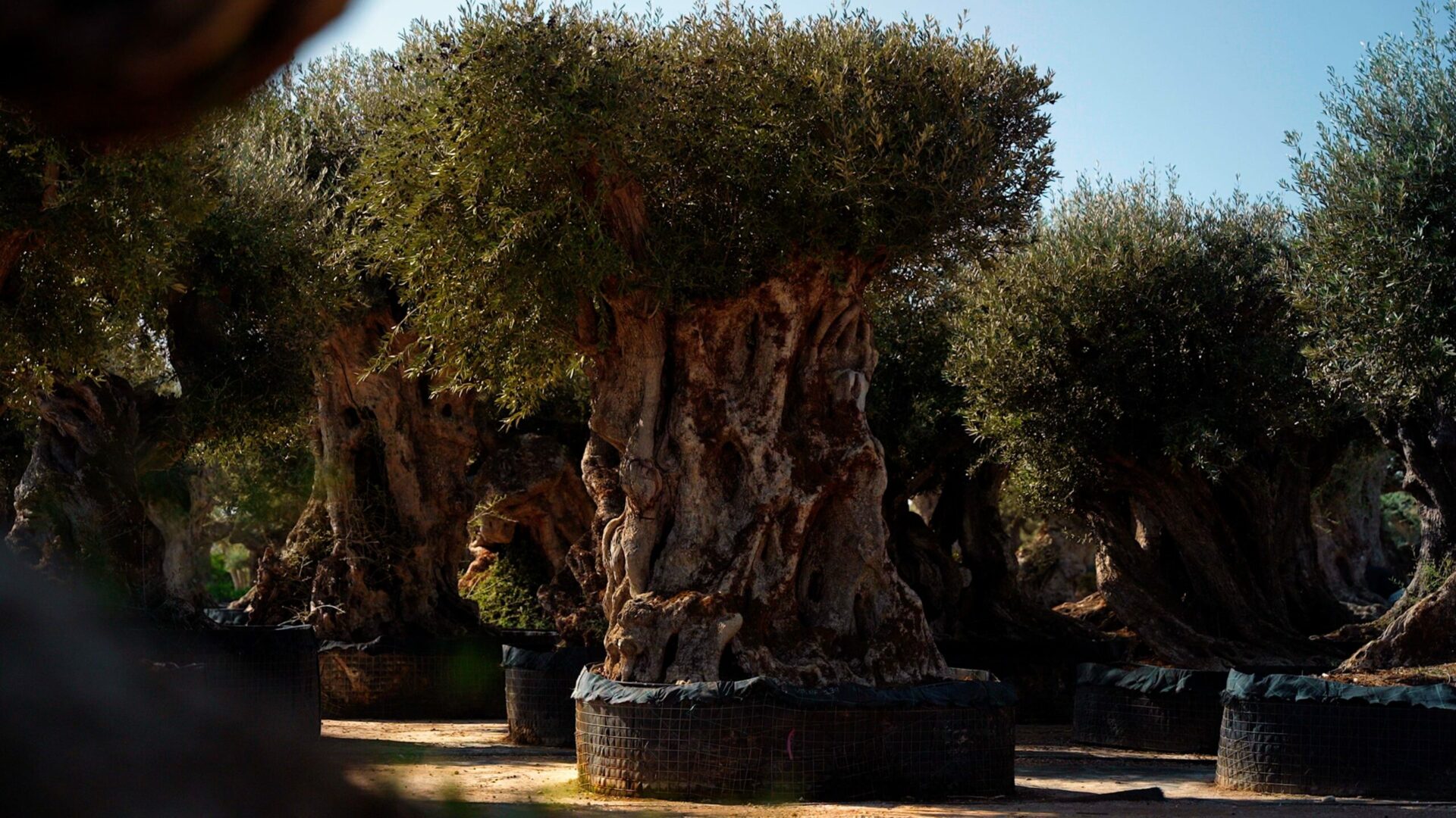 Un Jour Un Olivier Acheter Un Olivier Bordeaux Herblain Olivier 11