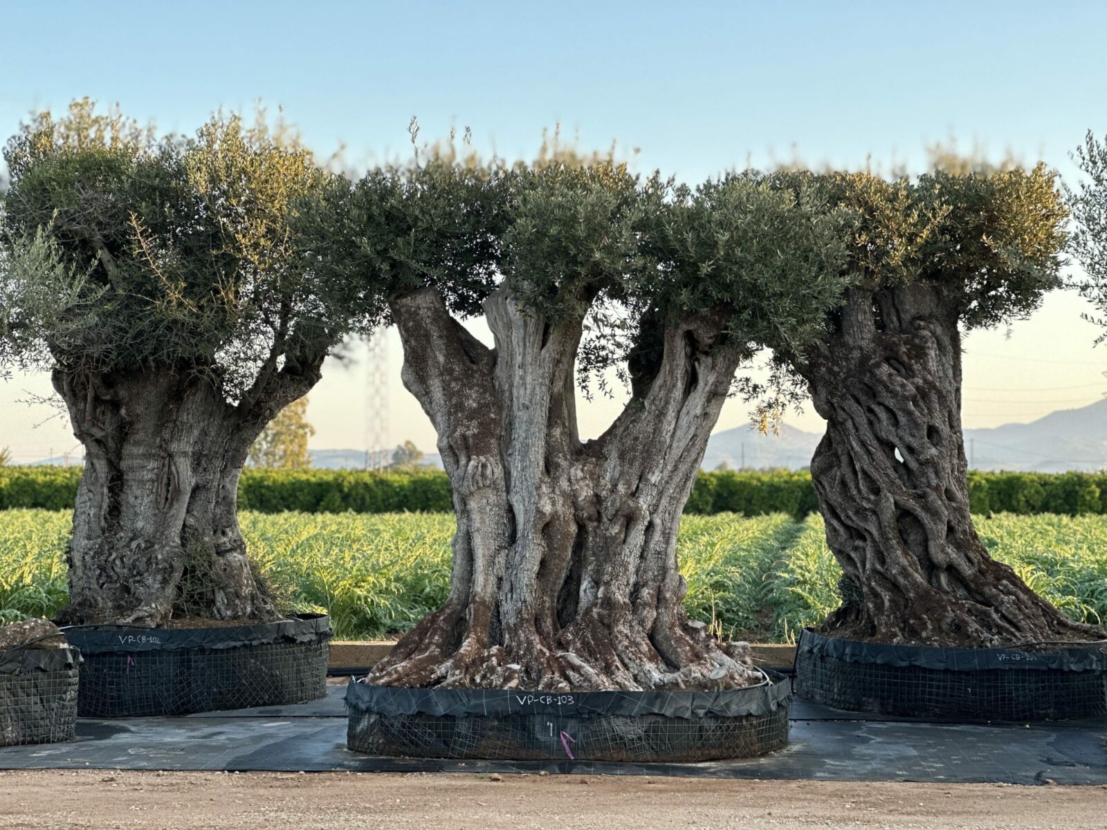 Olivier centenaire à Deauville – UN JOUR UN OLIVIER