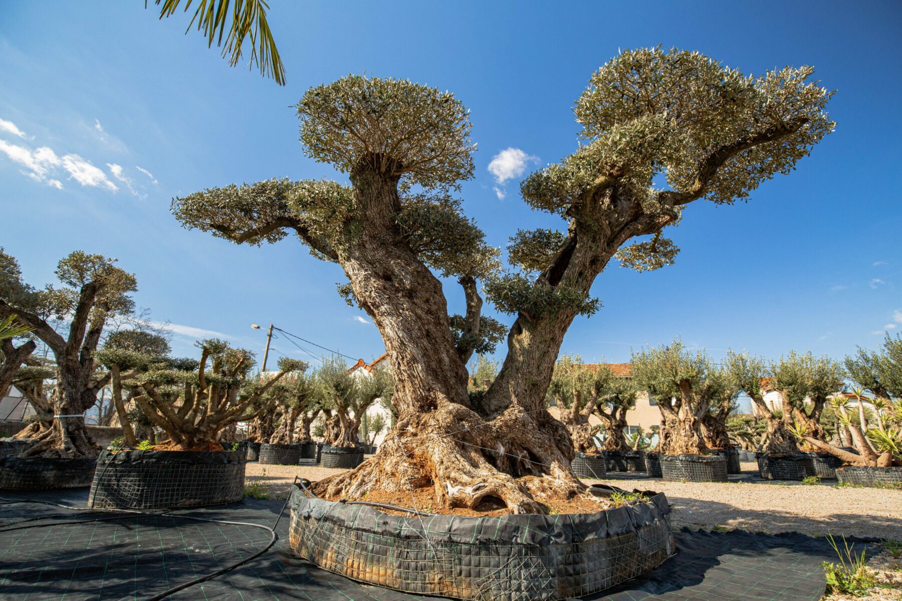Olivier millénaire à Marseille - UN JOUR UN OLIVIER